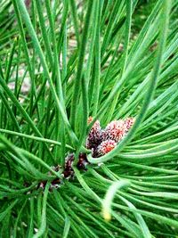 Close-up of insect on plant