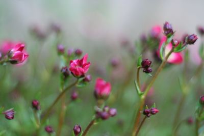 Close-up of pink flowers blooming outdoors