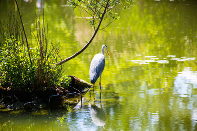 View of a bird in lake