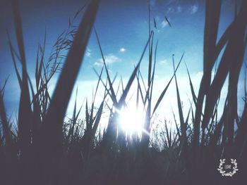 Low angle view of silhouette plants against sky during sunset