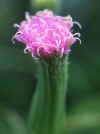 Close-up of pink flower