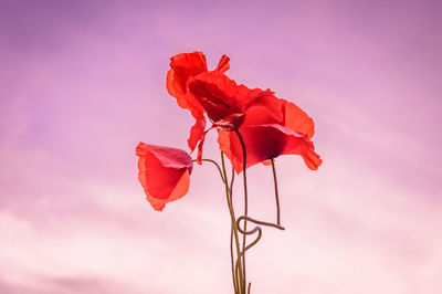 Close-up of red rose blooming against sky