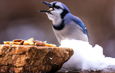 Bluejay gobbles down peanuts found on a rock