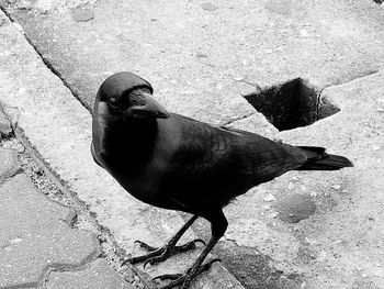 Close-up of bird