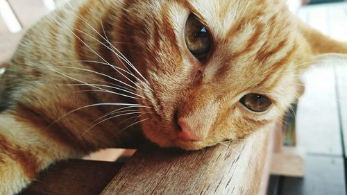 Close-up portrait of cat on wood
