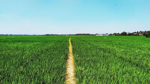 Scenic view of field against sky