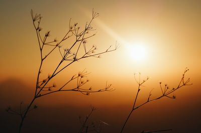 Low angle view of silhouette plants against sky during sunset
