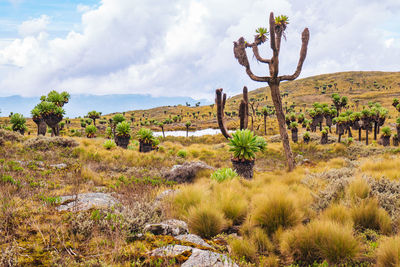 Plant life in the heather moorland ecological zone of aberdare national park,