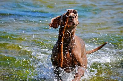 Dog playing with stick in sea