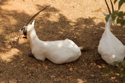 High angle view of white animal on field