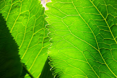 Streaks on a green leaf close-up