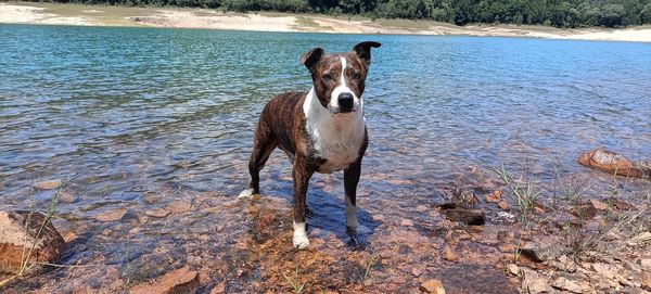 Dog running in lake