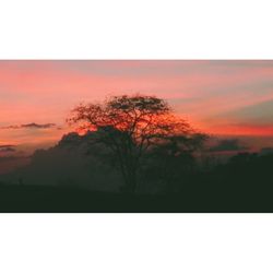 Silhouette trees against clear sky at sunset