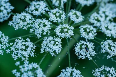 Close-up of flowers