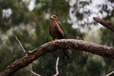 Close-up of eagle perching on branch