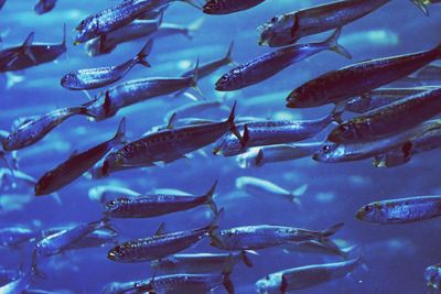 Close-up of fish swimming in water