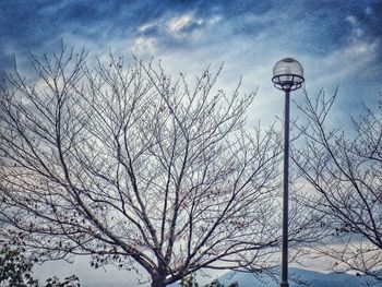 Low angle view of birds on tree against sky