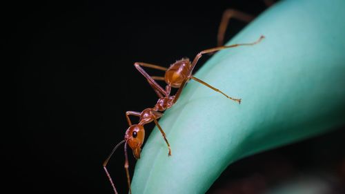 Close-up of insect