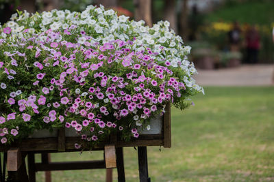 Close-up of pink flowering plant in park