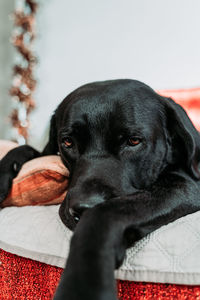 Close-up portrait of black dog relaxing at home