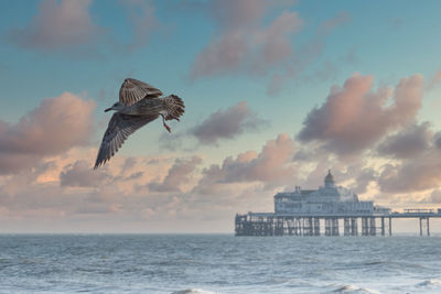 Seagulls on eastbourne seafront with pier in the background