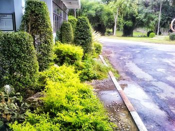 View of trees along road