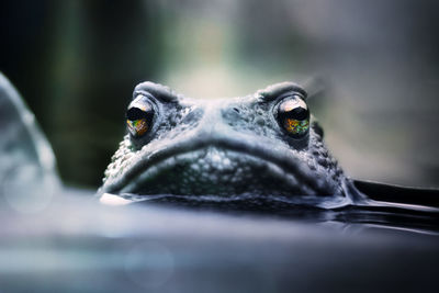 Close-up portrait of a turtle