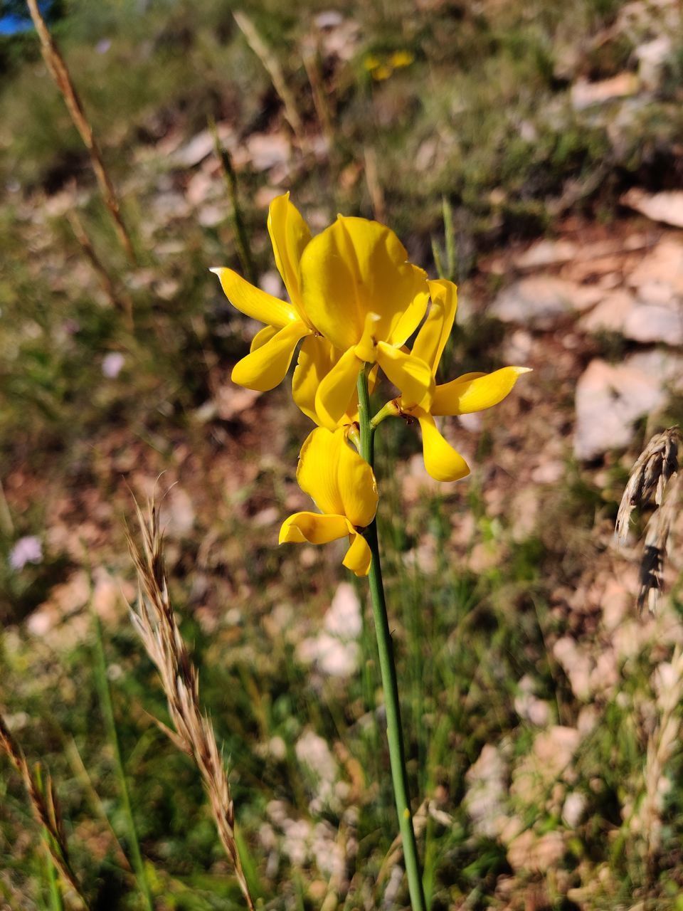 CLOSE-UP OF YELLOW FLOWERING PLANTS ON FIELD