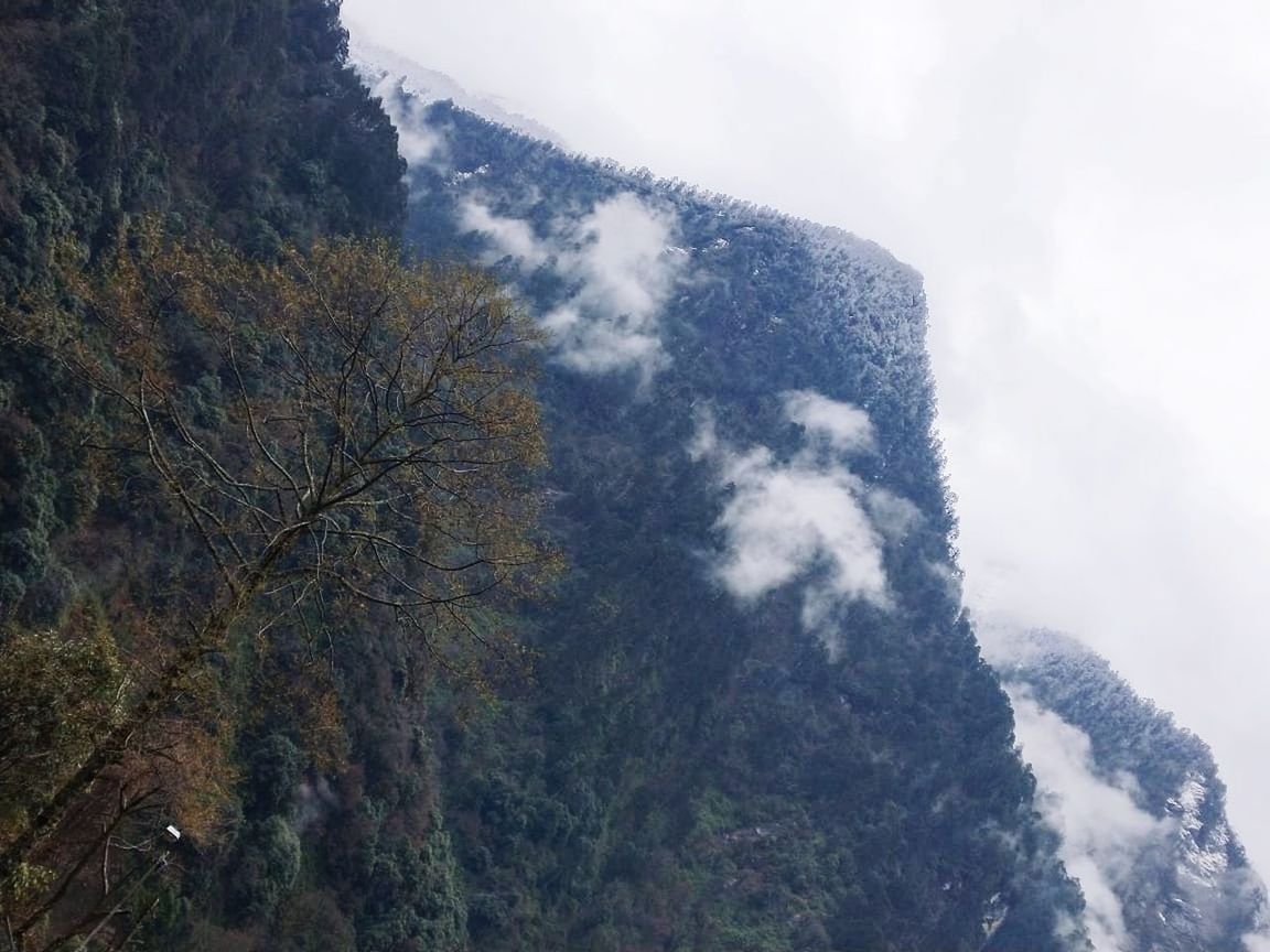 mountain, tree, mountain range, plant, nature, scenics - nature, beauty in nature, sky, snow, cloud, environment, forest, land, cold temperature, fog, winter, ridge, landscape, no people, pinaceae, day, travel, pine tree, outdoors, coniferous tree, travel destinations, tranquility, pine woodland, mountain peak, non-urban scene, tourism, tranquil scene, rock, summit, wilderness