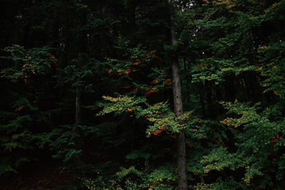 Close up of bush in forest