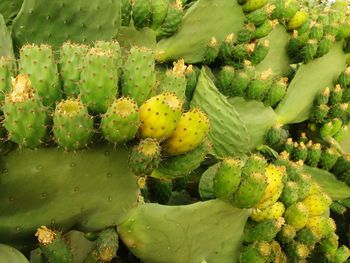 Full frame shot of prickly pear cactus