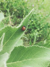 Close-up of insect on leaf