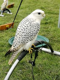 Close-up of eagle perching on field