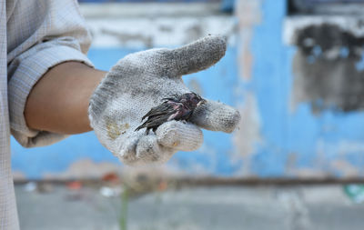 Little bird fur wet on hand of man wearing cotton glove.