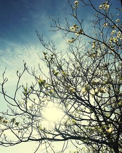 Low angle view of bare tree against sky