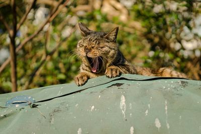 Cat yawning