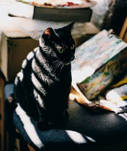 Cat sitting on chair at home next to artist materials in sunlight