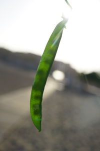 Close-up of leaf on field against sky