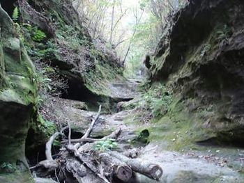 Scenic view of forest