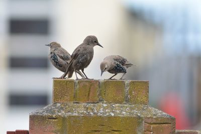 Close-up of bird perching outdoors