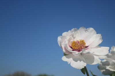 Close-up of white flowering plant against clear blue sky