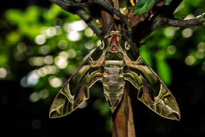 insect