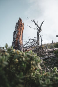 Dead tree on field against sky