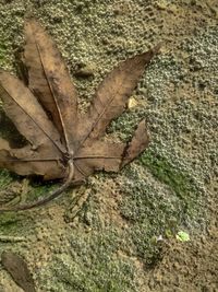 High angle view of dry leaf on rock