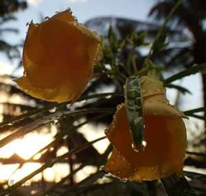 Close-up of fruit growing on plant