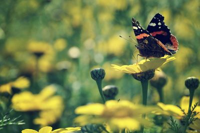 Close-up of butterfly pollinating on flower