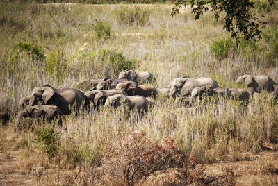 African elephants in south africa