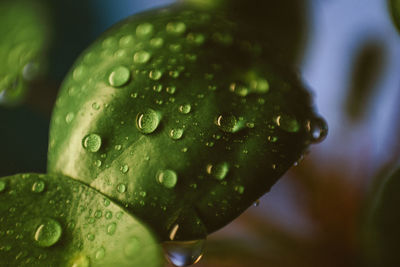 Close-up of wet plant