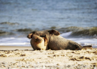 Side view of seal on sand