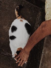 High angle view of hand on white cat